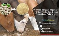 Tongkol Jagung Untuk Pakan Ternak